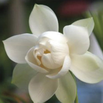 Pema Karpo Meditation Center